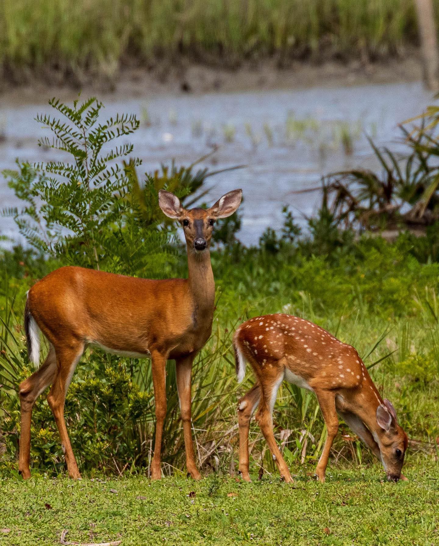 Doe and fawn grazing near St. Simons Island coastal marsh