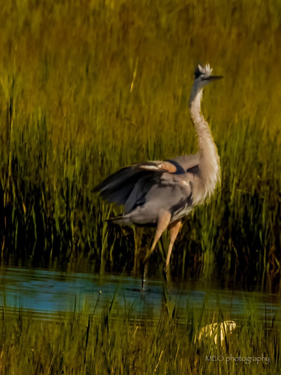 Great Blue Heron standing in golden marsh grass in St. Simons Island