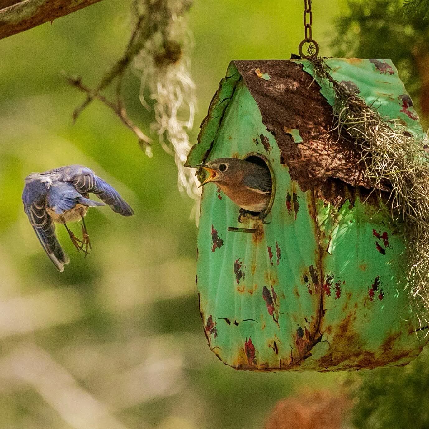 Blue birds at weathered green birdhouse in St. Simons Island backyard