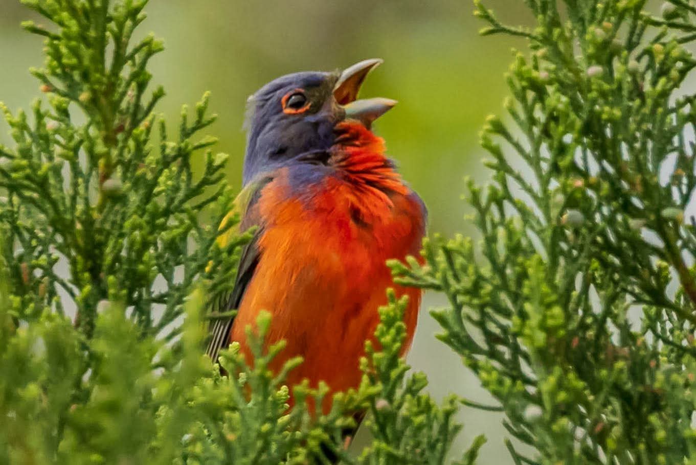Painted Bunting singing among green foliage in St. Simons Island, Golden Isles