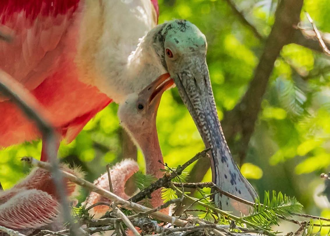 Roseate Spoonbills with chicks nesting in St. Simons Island