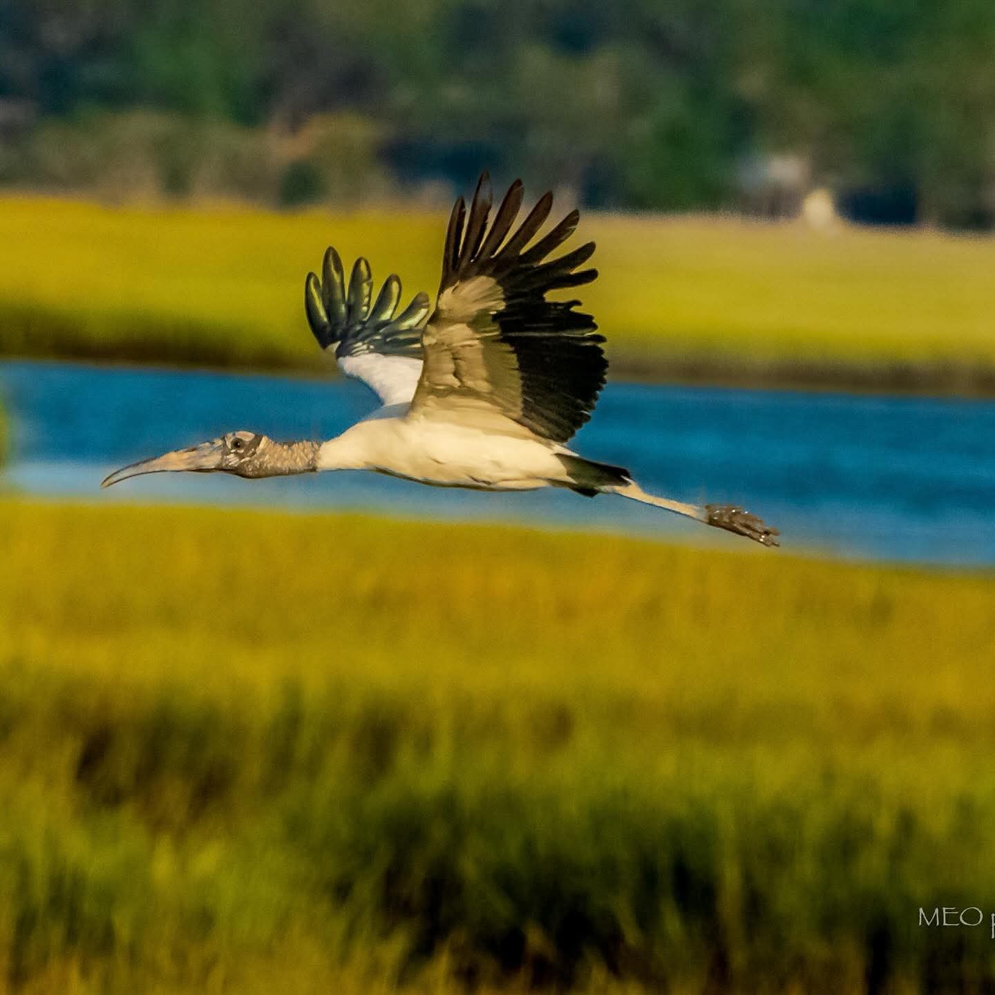 Wood Stork in flight over St. Simons Island marsh