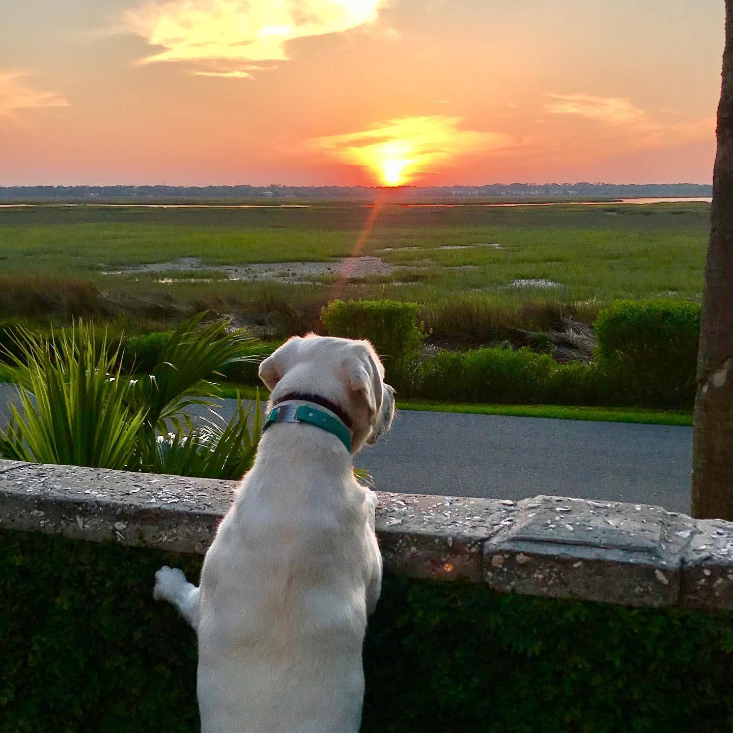 Zoe the Labrador watching sunset over St. Simons Island coastal marsh